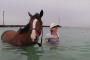 5yo thoroughbred mare for sale